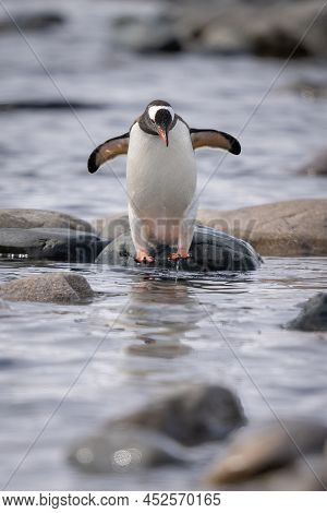Gentoo Penguin Jumping Over Rocks In Shallows