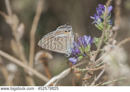 Butterfly Lampides Boethius Violet, Beauty, Summer, Postal,