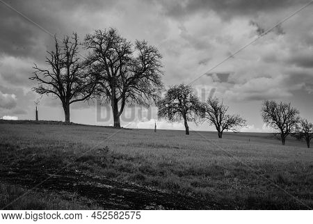 Fruit Trees In Early Spring Near Amstetten In The Mostviertel Of Lower Austria In Moody, Monochrome 
