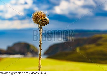 Dry Plant With Snail Against Sea Coast In North Spain. View From Faro De Cabo Penas To The Bay Of Bi