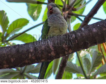 Parrots in a tree in his spare timme