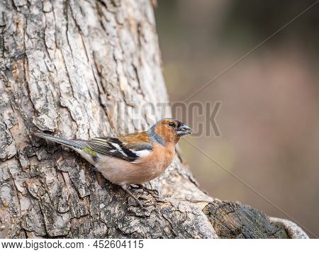 Common Chaffinch, Fringilla Coelebs, Sits On A Tree. Common Chaffinch In Wildlife.