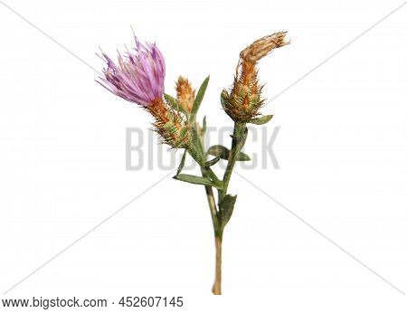Diffuse Knapweed With Light Purple Flowers Isolated On White, Centaurea Diffusa