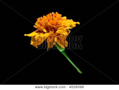 Flor