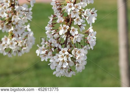 Bloomingtree, Early Spring, Beautiful View Attracts The Eye, Romantic Mood, Desire For Freedom And A