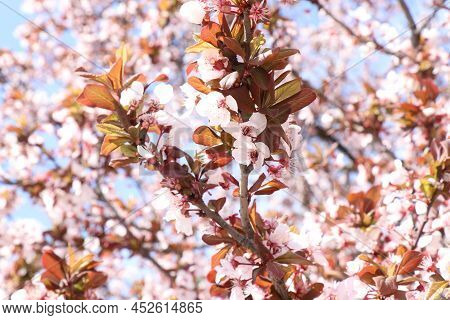 Bloomingtree, Early Spring, Beautiful View Attracts The Eye, Romantic Mood, Desire For Freedom And A