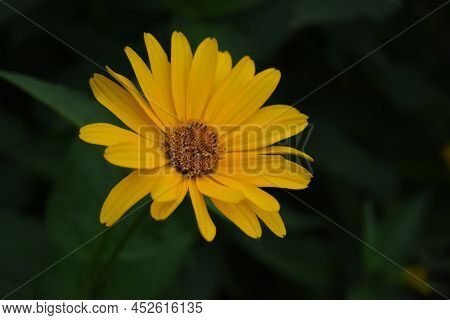 Yellow Flowers. Blooming Flowers In The Garden. Heliopsis. Sunflower Family. Yellow Daisy Flowers. C