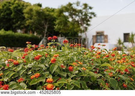 Set Of Orange And Red Lantana Flowers, In The Sunny Exterior Of The House In Cabo De Gata.