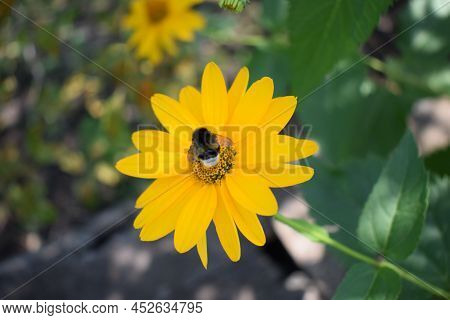 Bumble Bees Or Honeybees Pollinating On False Sunflowers Or Heliopsis Helianthoides In The Garden On