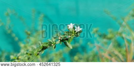 Small And Long White Colored Star Shaped Flower