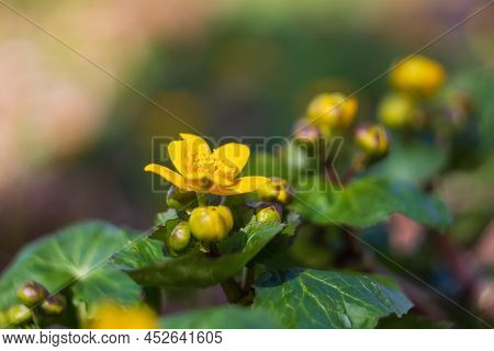 Marsh Marigold, Kingcup, Caltha Palustris Blossom Flower With Blured Background. Spring Time
