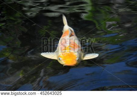 Amazing White And Orange Koi Fish Swimming Around Under The Water.