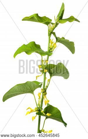 European  Birthwort Plant With Flowers Isolated On White