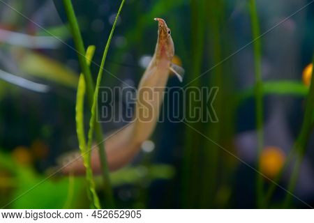 Macrognathus Is A Genus Of Eel-like Fish From The Family Mastacembelidae.
