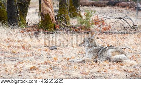 Wild Furry Wolf, Gray Coyote Or Grey Coywolf, Autumn Forest Glade, Yosemite National Park Wildlife, 