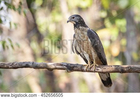 Image Of Oriental Honey Buzzard Bird On A Tree Branch On Nature Background. Hawk. Animals.