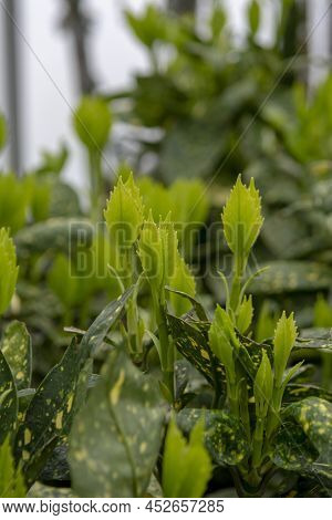 Green Leaves Of Aucuba Japonica In The Early Spring. Young  Sprouts Of Spotted Laurel, Japanese Laur