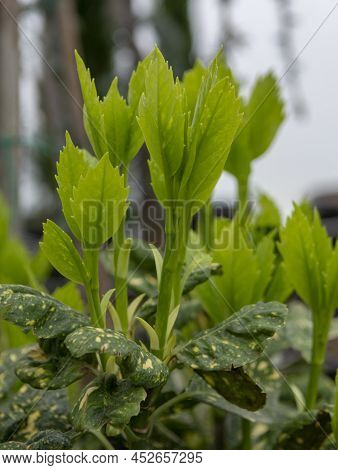 Green Leaves Of Aucuba Japonica In The Early Spring. Young  Sprouts Of Spotted Laurel, Japanese Laur
