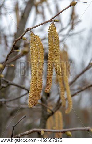 The Corkscrew Hazel (corylus Avellana Contorta) Male Catkins In The Early Spring.
