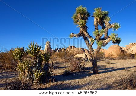 โยชูวาต้นไม้ในอุทยานโจชัวทรี แคลิฟอร์เนีย สหรัฐอเมริกา