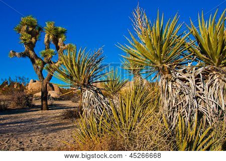 โยชูวาต้นไม้ในอุทยานโจชัวทรี แคลิฟอร์เนีย สหรัฐอเมริกา