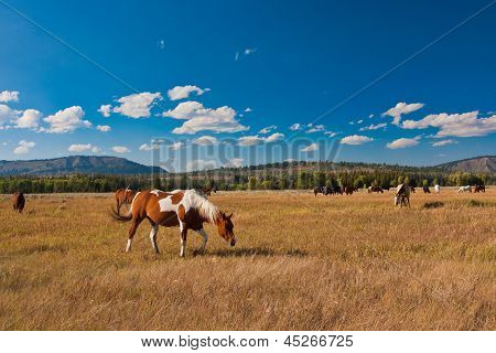 ม้ากับสันติภาพในอุทธยานแห่งชาติ สหรัฐอเมริกา