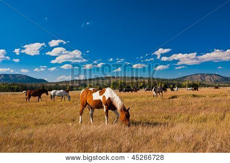 ม้ากับสันติภาพในอุทธยานแห่งชาติ สหรัฐอเมริกา