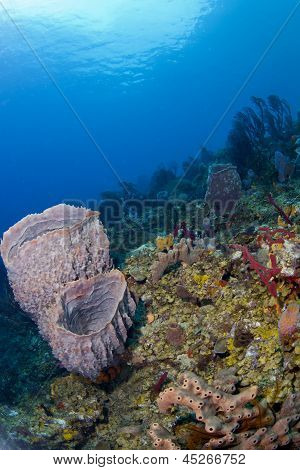Tønde svampe på A St. Lucia Reef med kopi plads