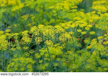 Fresh Dill (anethum Graveolens) Growing On The Vegetable Bed. Annual Herb, Family Apiaceae.  Growing