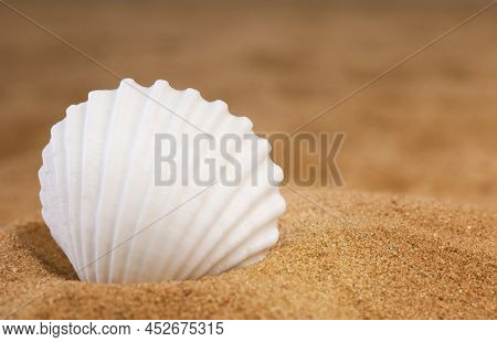 White Seashell On The Sand. Side View