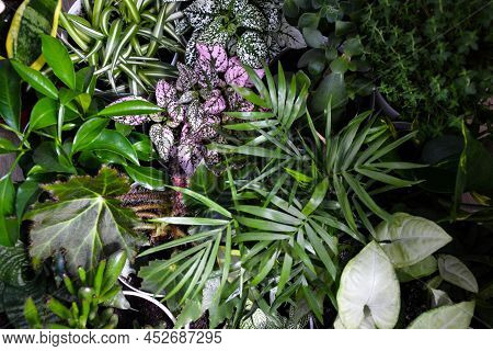 House Plants. Greenery. Home Potted Plant Top View. Epipremnum. Syngonium. Aichryson. Chlorophytum. 