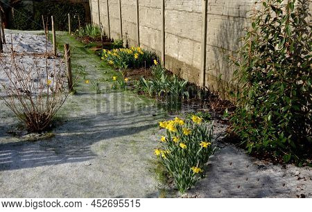 Large Perennials With Red Bells Flowers Along With A Yellow Narcissus Flower In A Bark Mulched Flowe