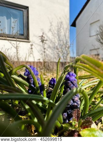First Flowers Of Spring In The Garden