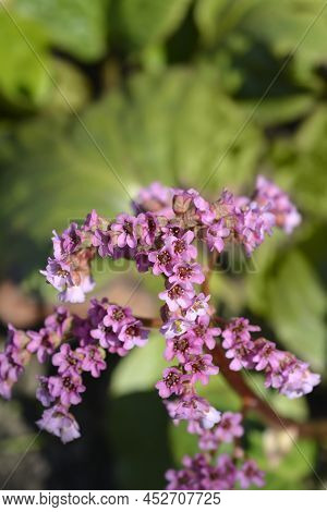 Elephants Ears Pink Flowers In The Spring
