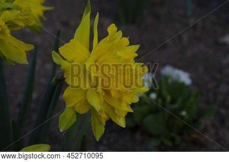 Amazing Yellow Daffodils Flower Field In The Morning Sunlight. The Perfect Image For Spring Backgrou