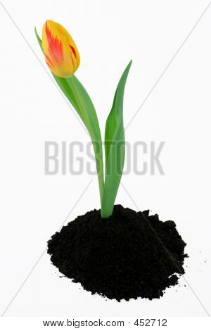 Foråret Tulip