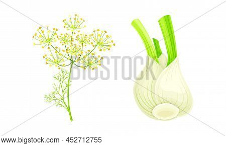 Florence Fennel Or Finocchio Flowering Herbal Plant And Bulbs Set Vector Illustration