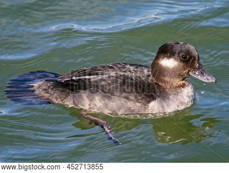 Bufflehead Duck (bucephala Albeola)