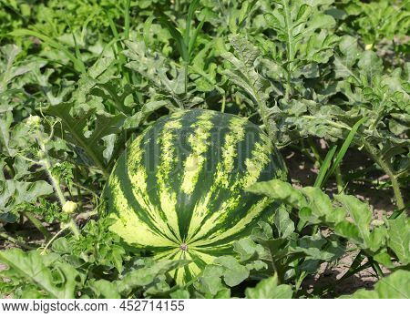 Big Green Whole Watermelon With Leaves On The Field