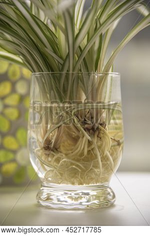 Close-up Of A Glass Filled With Water And The Offshoots Of A Spider Plant With Roots