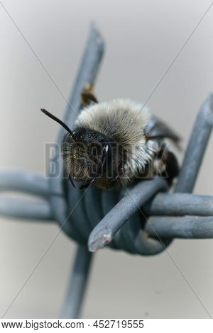 Closeup On A Female Grey - Backed Mining Bee, Andrena Vaga, Trying To Find A Safe Spot In Barbwire ,