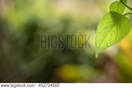 Nature Green Leaf With Water Droplets. Spring Or Environment Ecology Background, Copy Space.