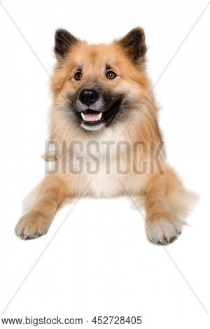 Happy Eurasier dog isolated on a white background