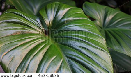 Homalomena Rubescens Tropical Leaves. Beautiful Dark Green Heart-shaped Leaf Ornamental Plant Can Ab