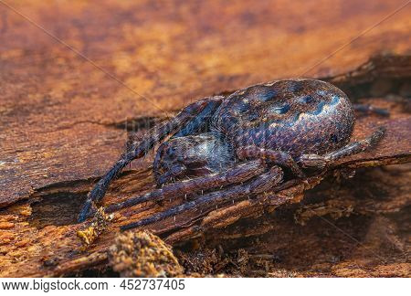 Walnut Orb-weaver Spider - Nuctenea Umbratica, The Walnut Orb-weaver Spider, Is A Species Of Spider 