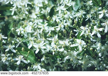 Clematis Flammula Fragrant White Flowers Texture In Spring Garden