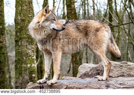 Close Up Of An Adult Wolve Roaming In The Forest