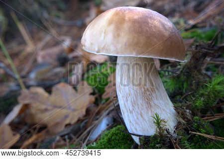 Mushroom King Boletus Pinophilus Whild Mushrooms Outdoors In The Forest In Autumn