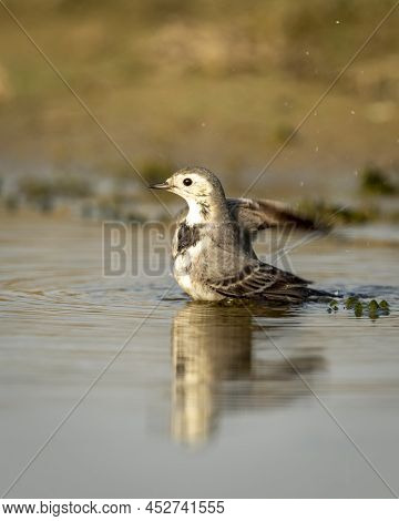 White Wagtail Or Motacilla Alba Closeup Or Portrait Bathing Or Splashing In Puddle Water At Keoladeo