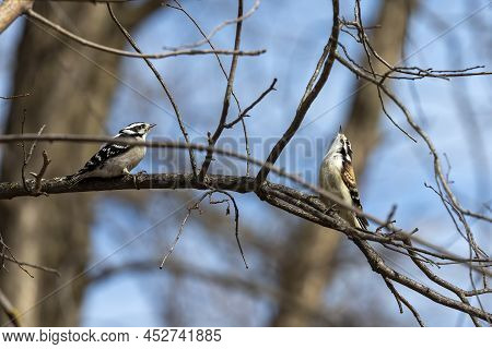 Spring Courtship  The Hairy Woodpeckers In Wisconsin